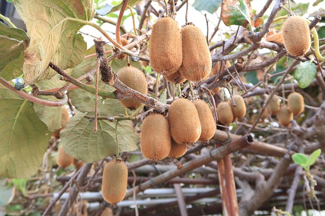 Harvesting of Kiwi Plant