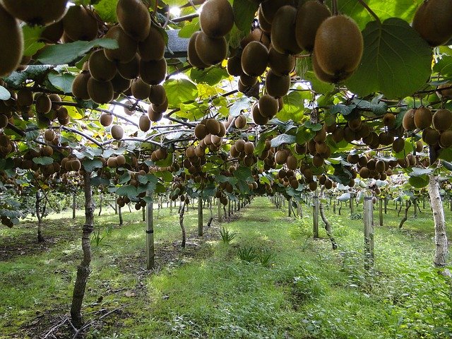 kiwi plantation