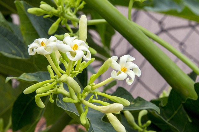 Papaya Flower