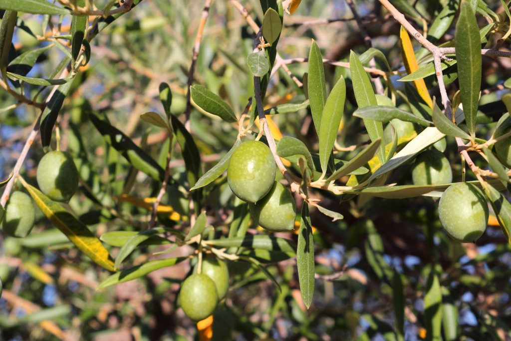 olives on tree