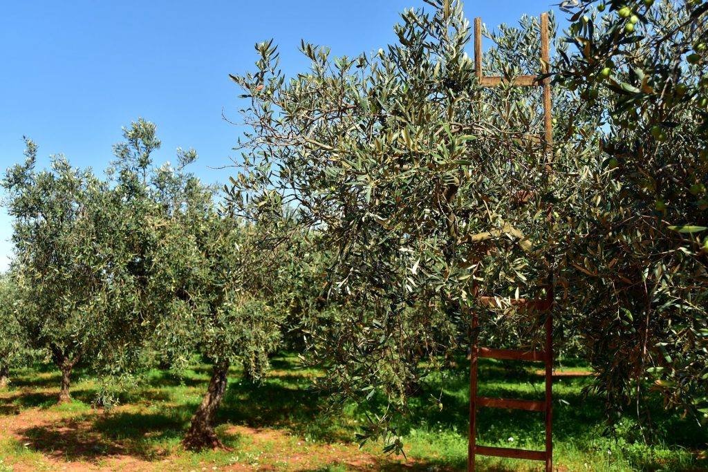 olive farming