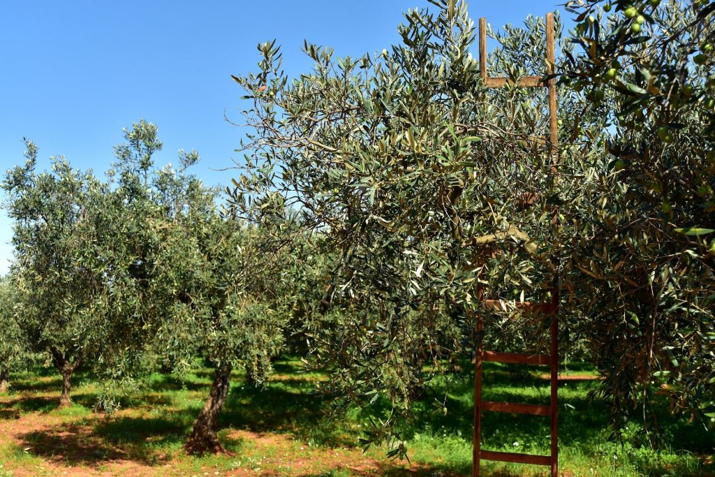 How to: Olive Farming, Pruning, Harvesting - Farming Pedia