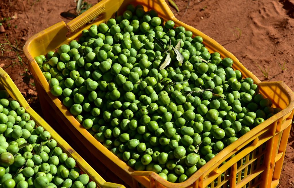 olive greens