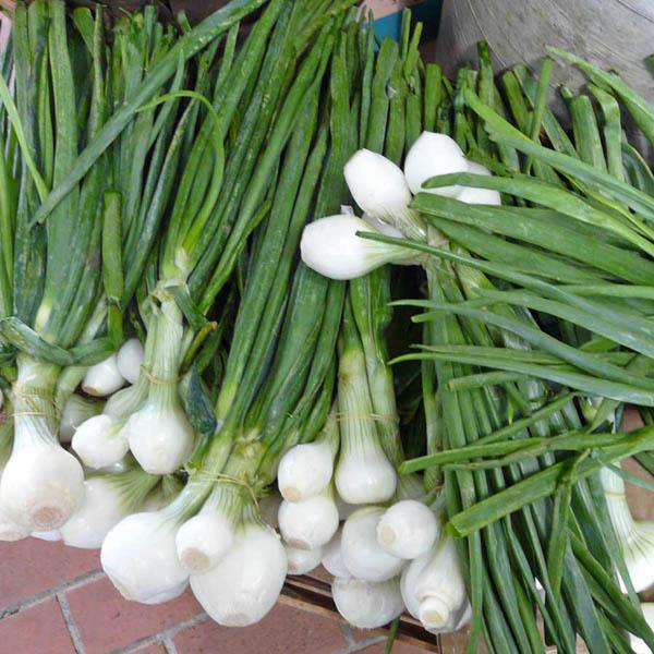 Spring onion Pompeii