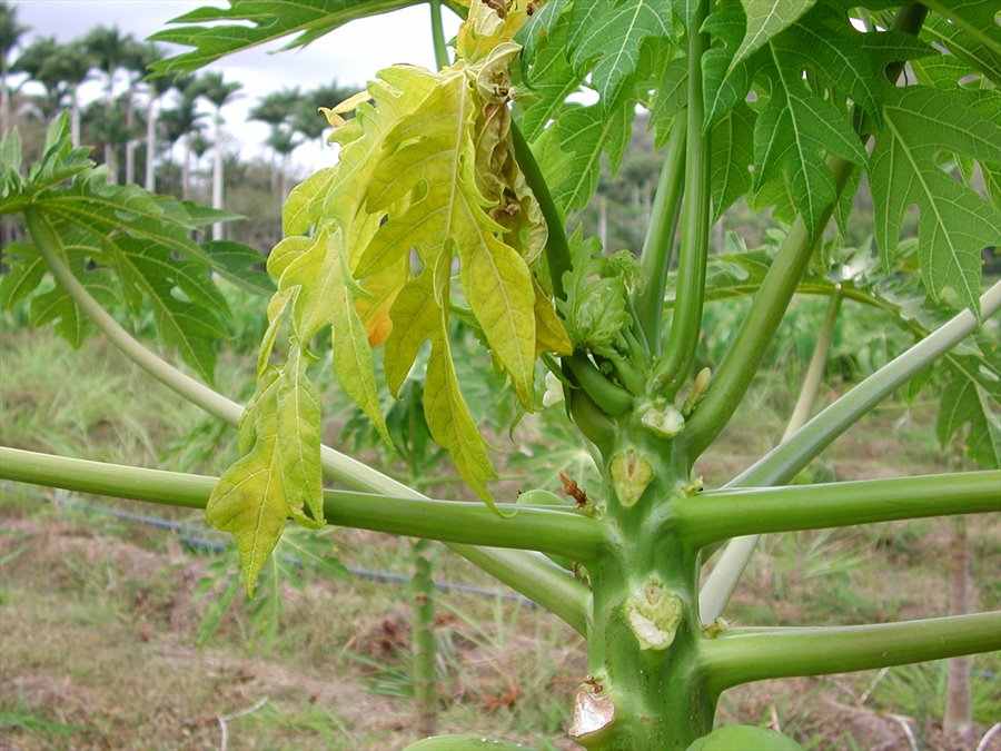 Papaya Leaves Wilting`