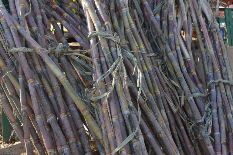 How Long Does It Take For Sugarcane To Grow