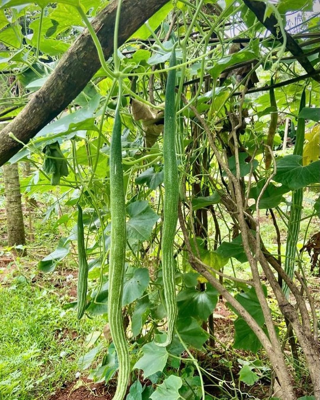 How to Grow: Snake Gourd Farming?