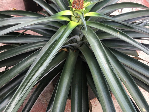 pineapple suckers