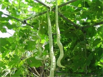 snake gourd plant