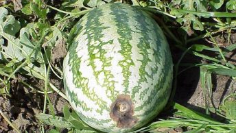 Blossom End Rot On Watermelons