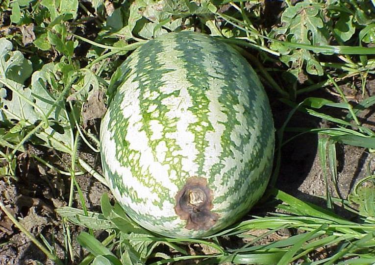 Blossom End Rot On Watermelons