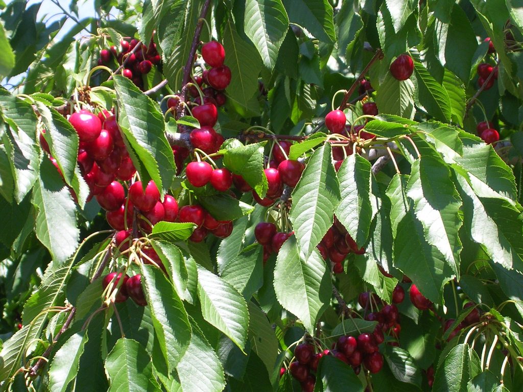 How to Grow Cherry Trees A Complete Guide Farming Pedia