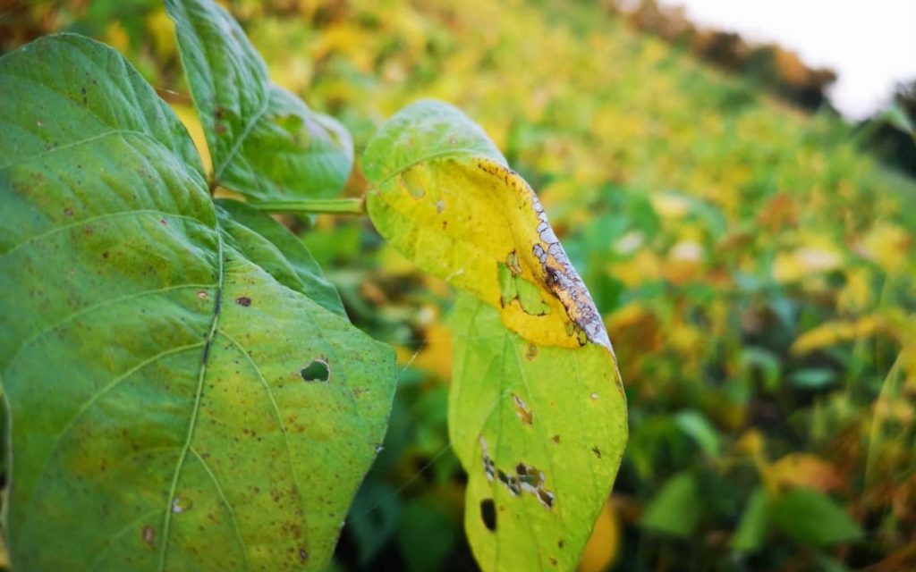 Pest and disease control in soybean