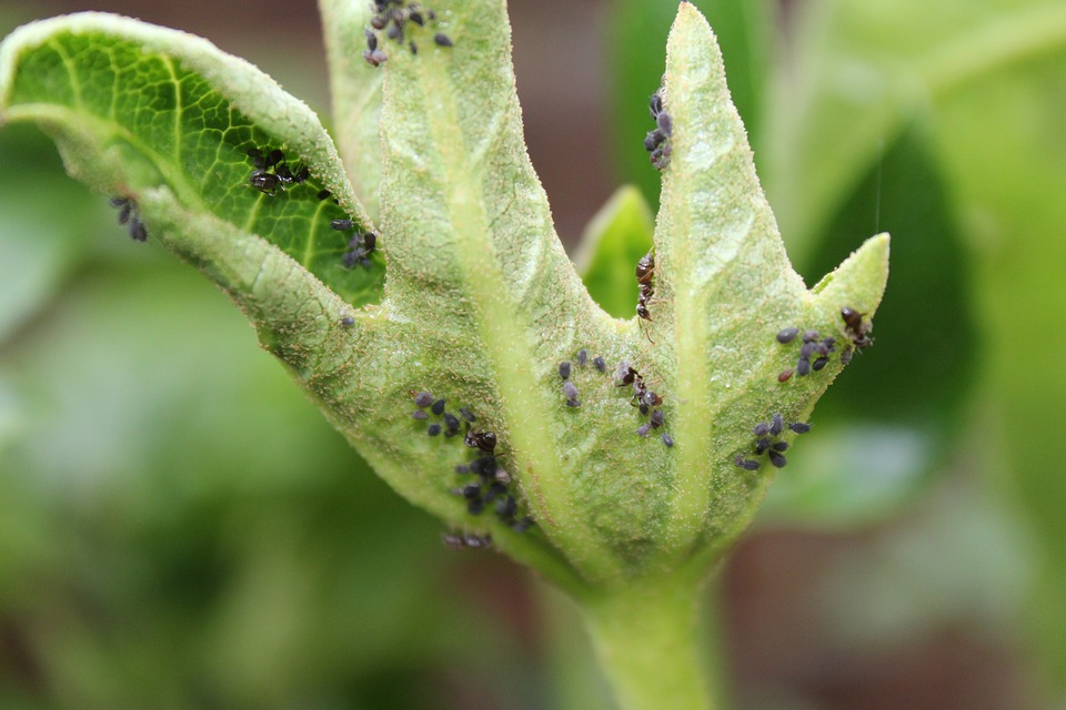 How to Increase the Production of Okra? - Farming Pedia