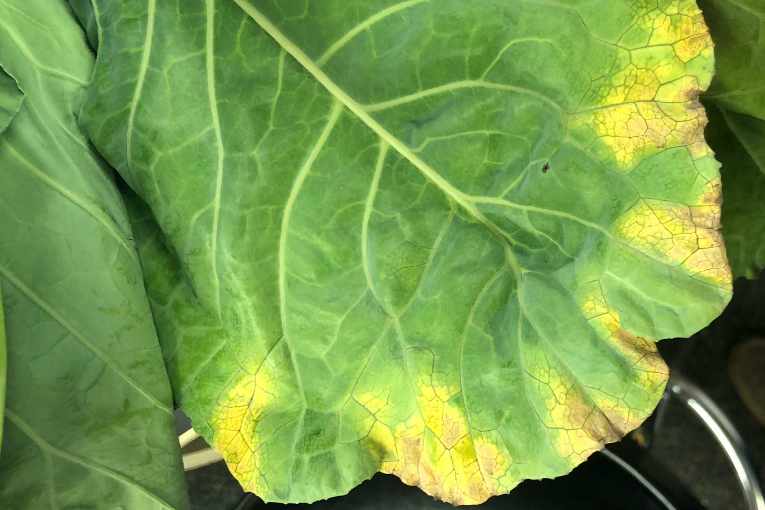 Why do my broccoli leaves turn yellow? Farming Pedia
