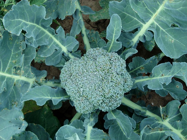 Why do my broccoli leaves turn yellow?