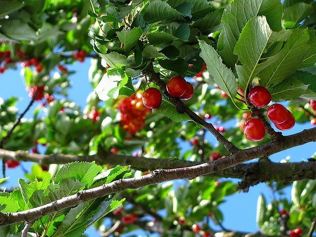 Cherry Plant
