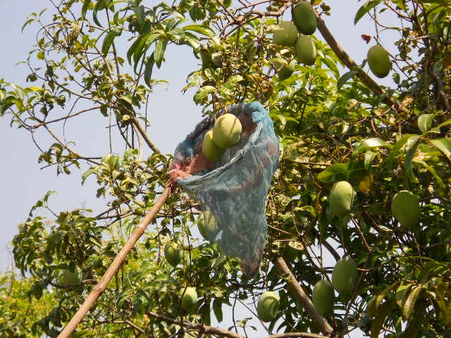 harvesting mango
