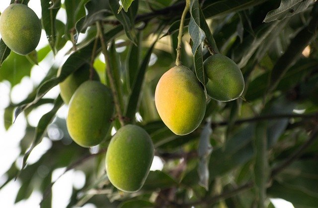 What is Mango Farming all about – A Complete Guide