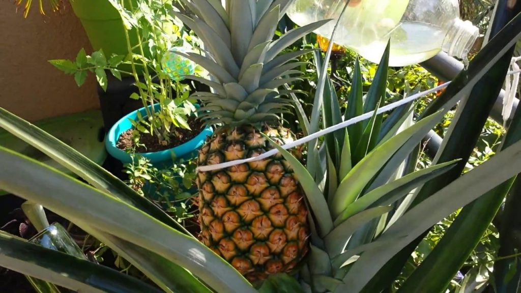 watering pineapple plant