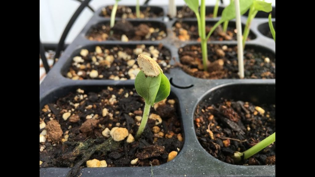 snake gourd seed germination