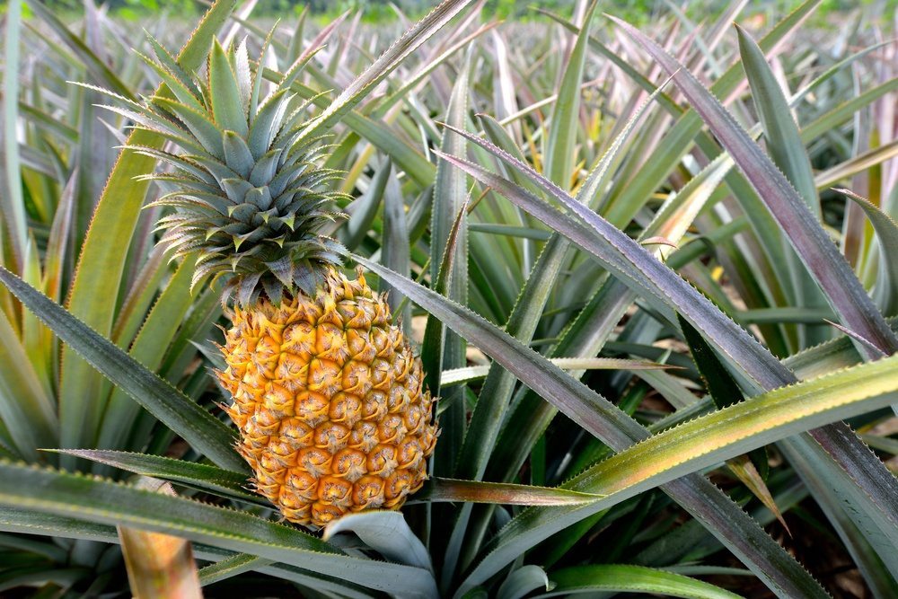 How Do Pineapples Grow? – A Complete Guide