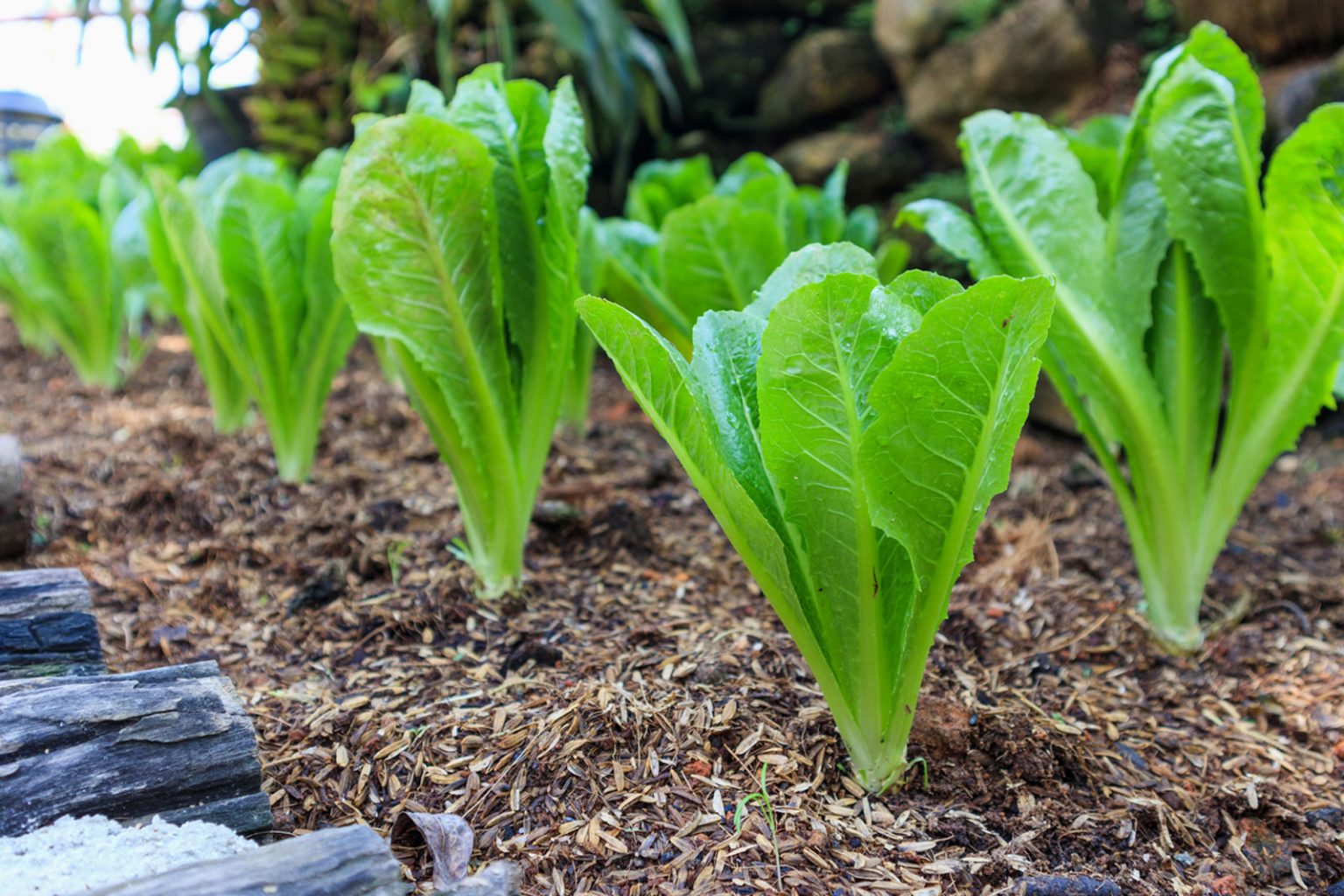 how-much-water-does-lettuce-need-farming-pedia