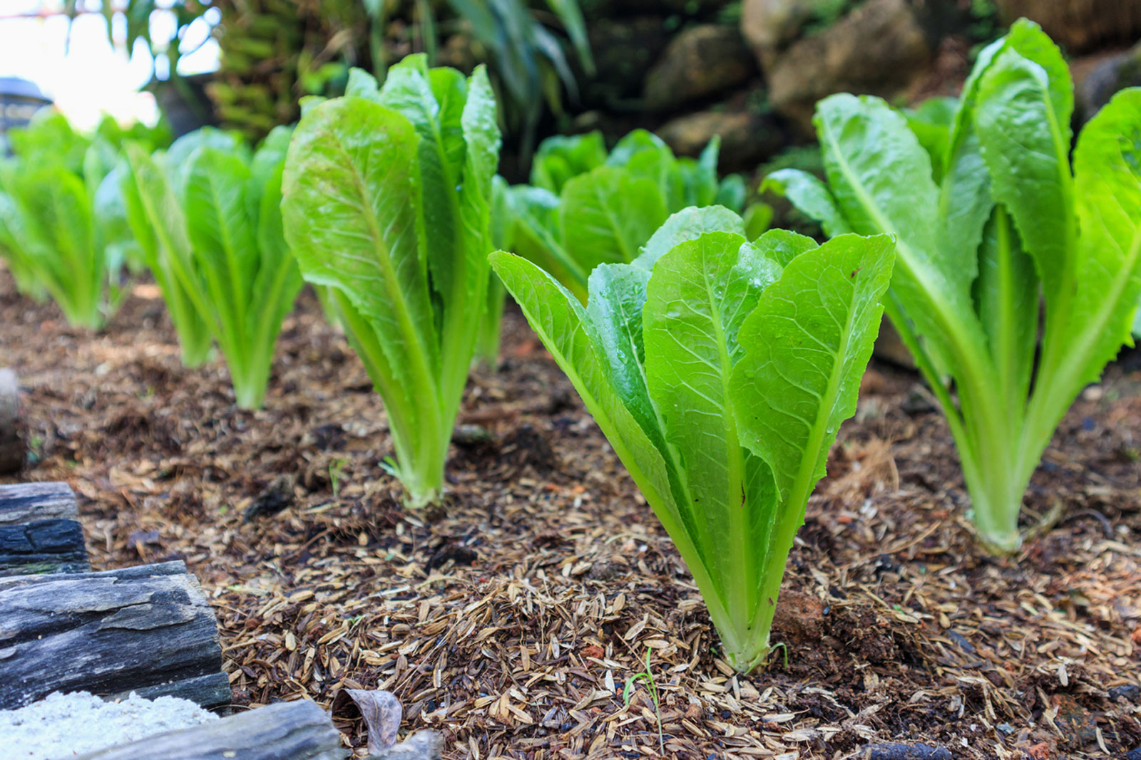 How to Grow Lettuce – An Ultimate Guide