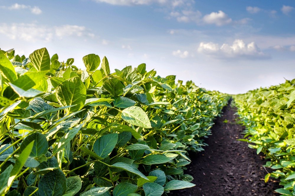 Soybean Farming: Planting, Growing & Harvesting