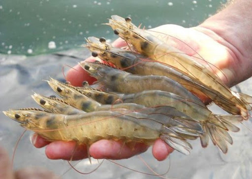 Shrimp Farming, Shrimp Cultivation, Shrimp Culture, & Harvesting Methods