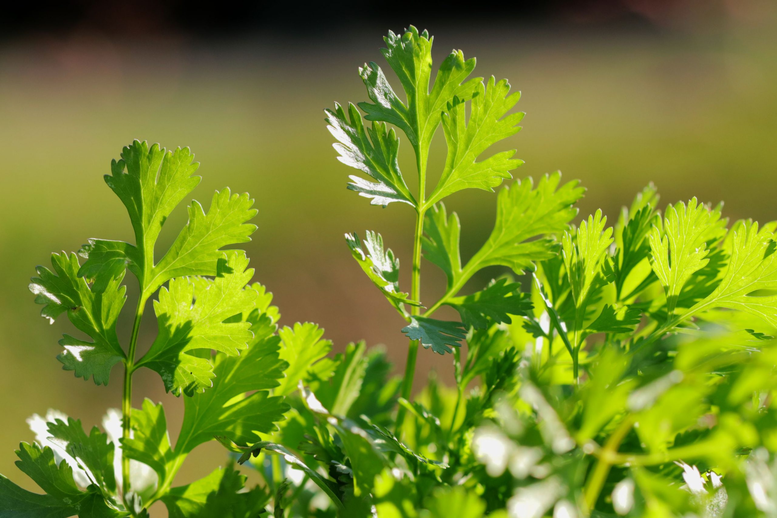 How to Grow Cilantro from Seed?