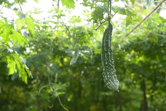 Bitter Gourd Farming: Basic Process And Diseases