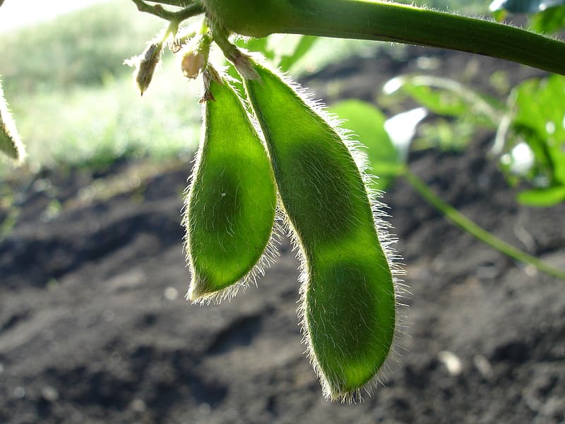 How to Grow Beans: Planting, Care, Yield, Harvesting?