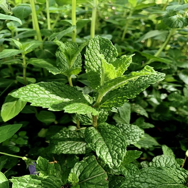 Growing Mint – Ultimate Guide