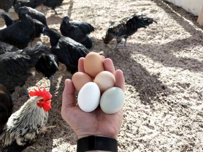Top 10 Tips to Keep Your Laying Hens Happy Through the Winter