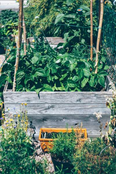 10 Common Raised Bed Gardening Mistakes