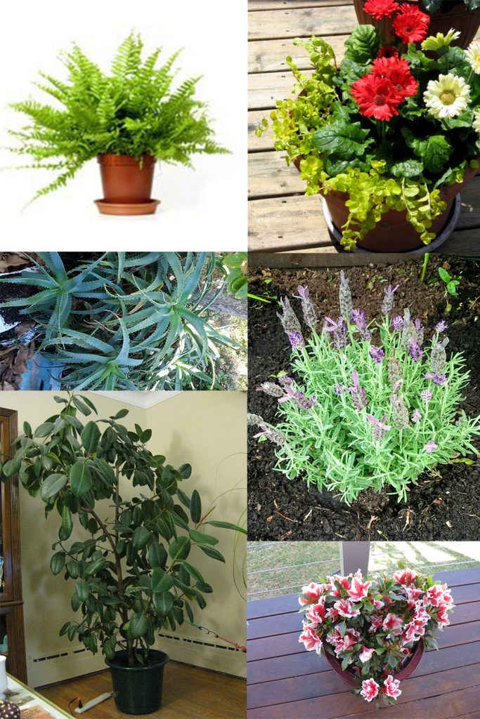 15 Healing Houseplants That Can Improve Your Health