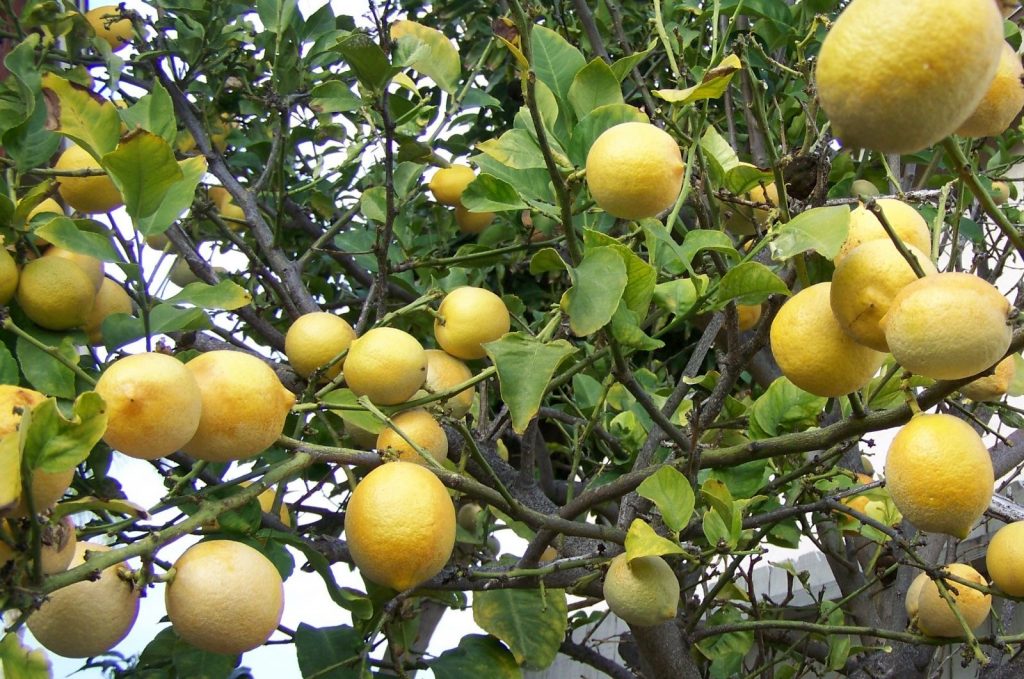 7 Common Lemon Tree Problems & How to Fix Them