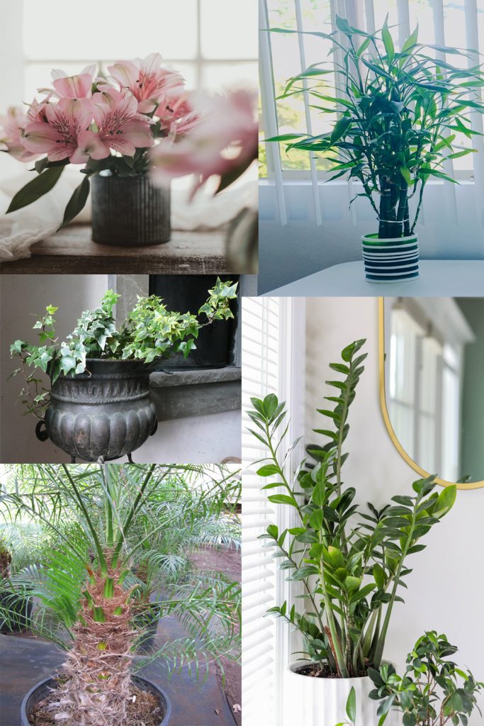 7 Houseplants that Reduce Dust and Particulate Matter
