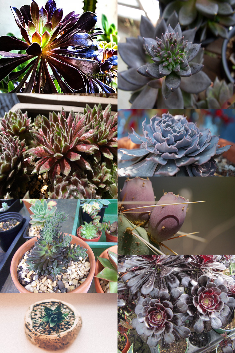 9 Best Black Succulents those are Incredibly Beautiful
