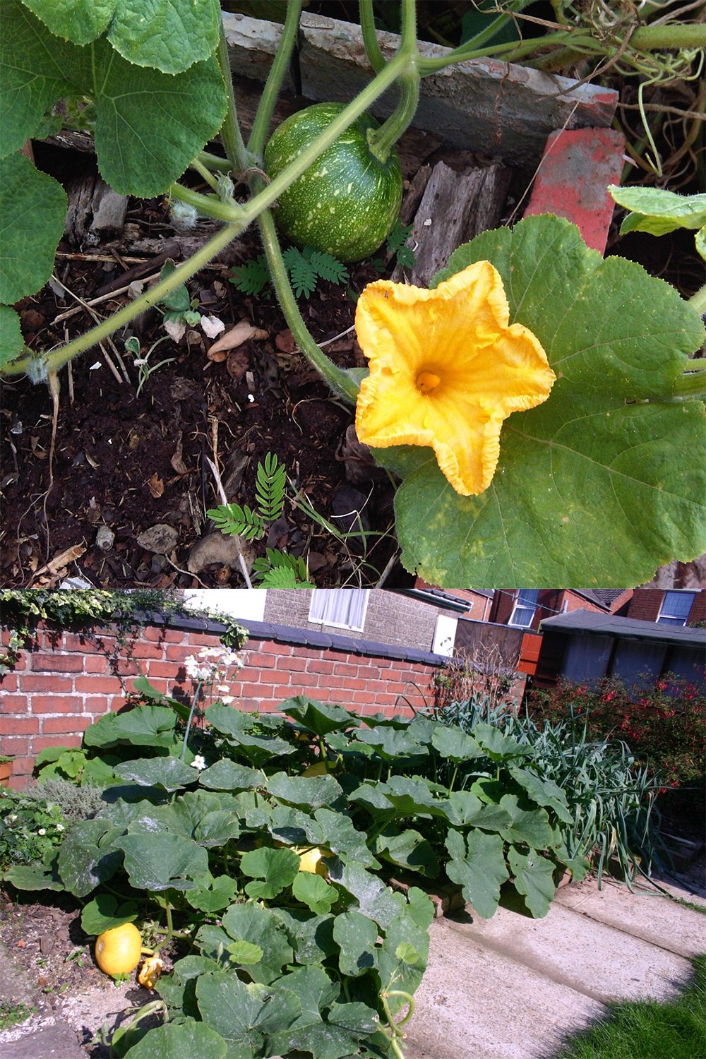 How to Grow Pumpkins in Pots – An Ultimate Guide to Grow Pumpkins in Containers