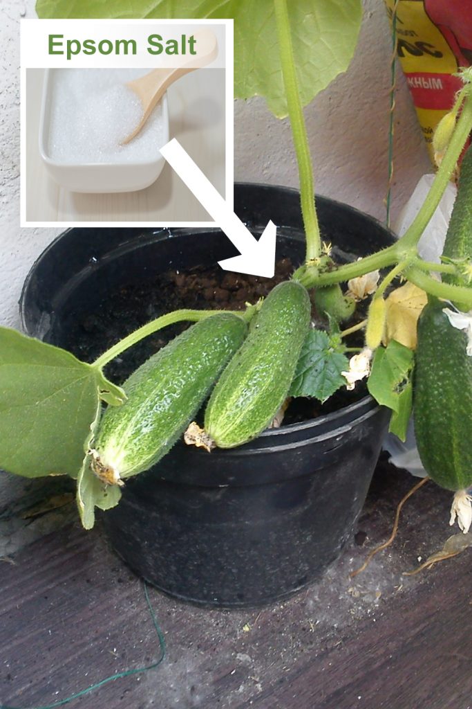 What Does Blight Look Like On Cucumber? 