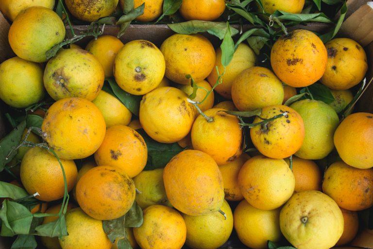 7 Common Lemon Tree Problems & How to Fix Them - Farming Pedia