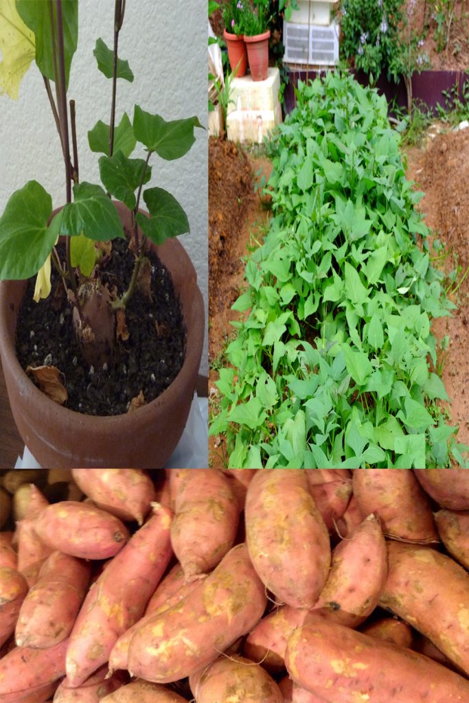 How to Grow Sweet Potatoes?