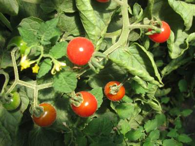 How To Hand Pollinate Tomato Flowers To 3x Tomato Yield?