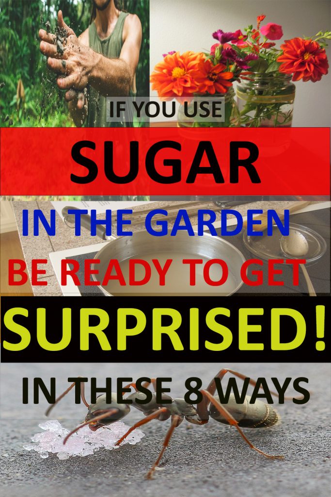 8 Surprising Sugar Uses in the Garden You Don’t Believe Are Possible