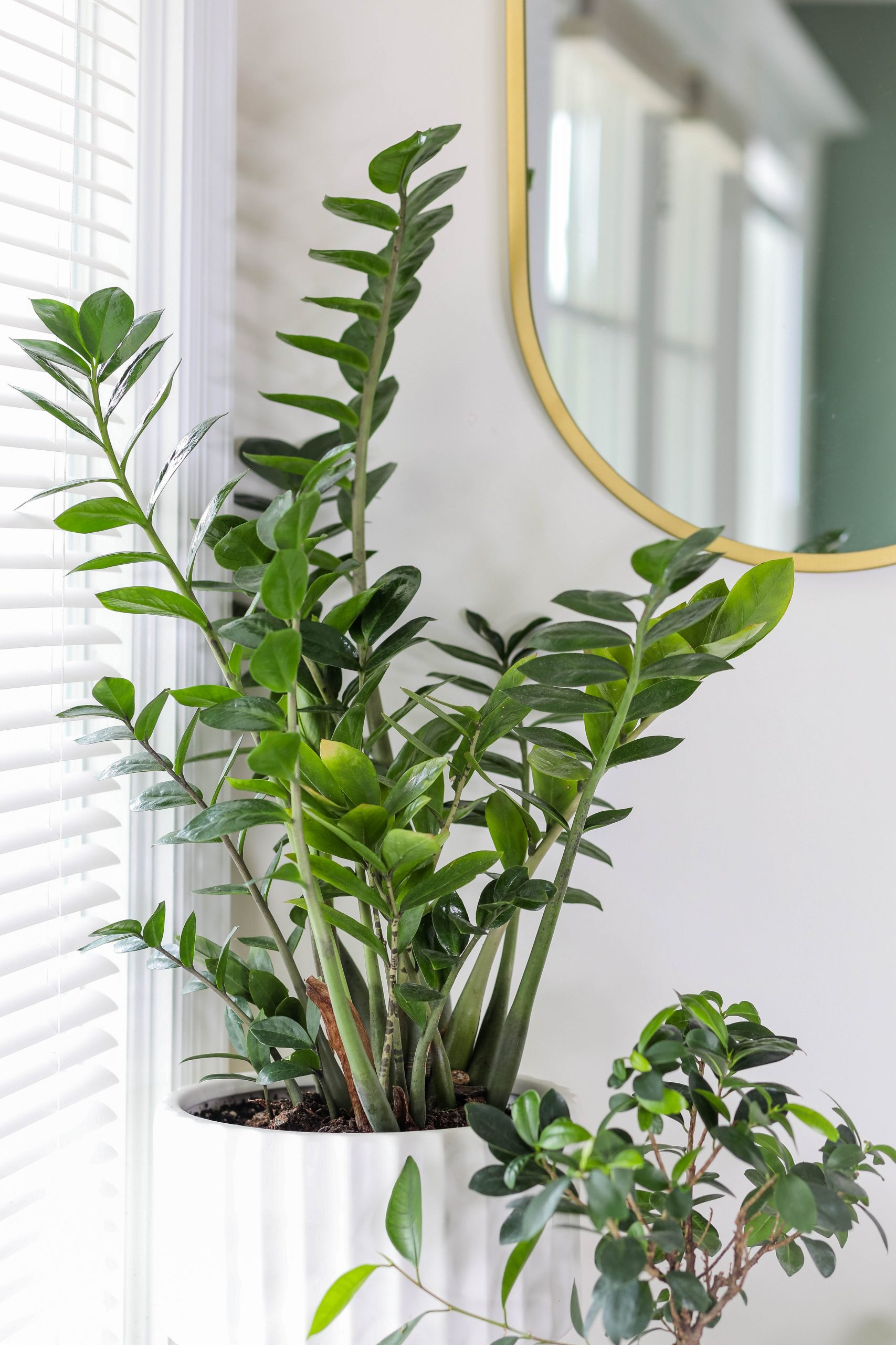 7 Houseplants that Reduce Dust and Particulate Matter Farming Pedia
