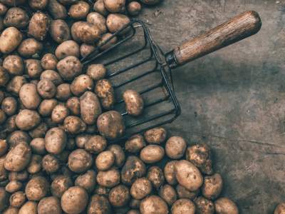 Is Cow Manure Good for Potatoes? Natural Fertilizer