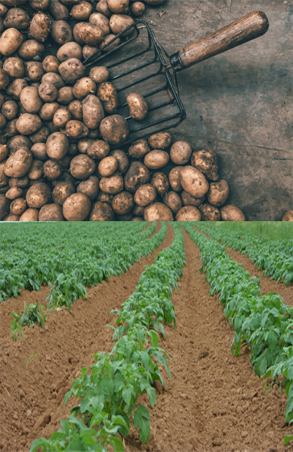 How to Grow Organic Potatoes in Your Garden?