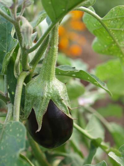 How Deep to Plant Eggplant Seedlings?